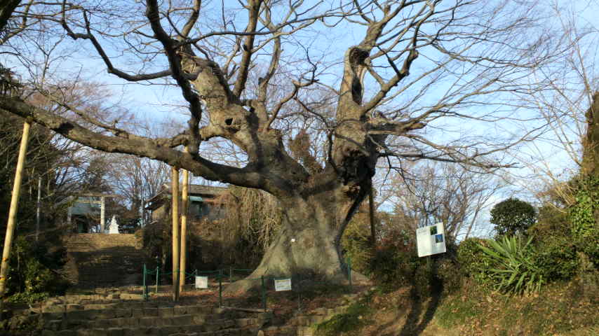 欅